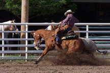 Betty Cow Turn